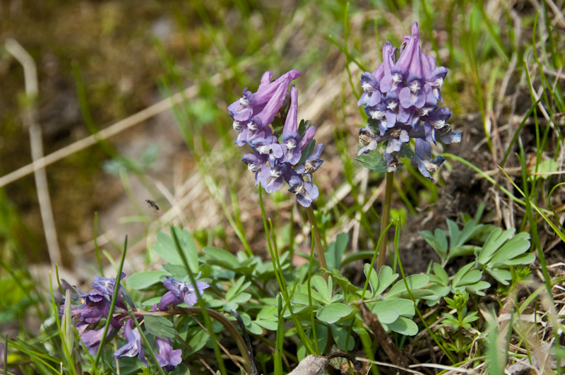 stor nunneört, pystykiurunkannus