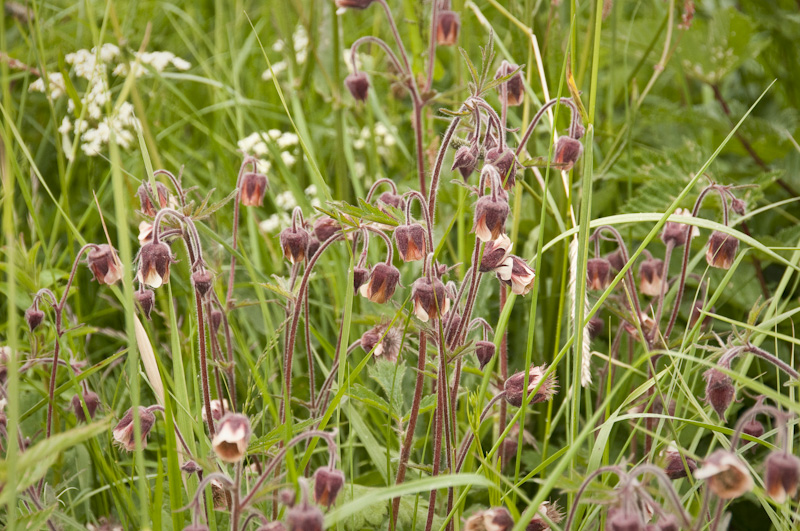 humleblomster, ojakellukka