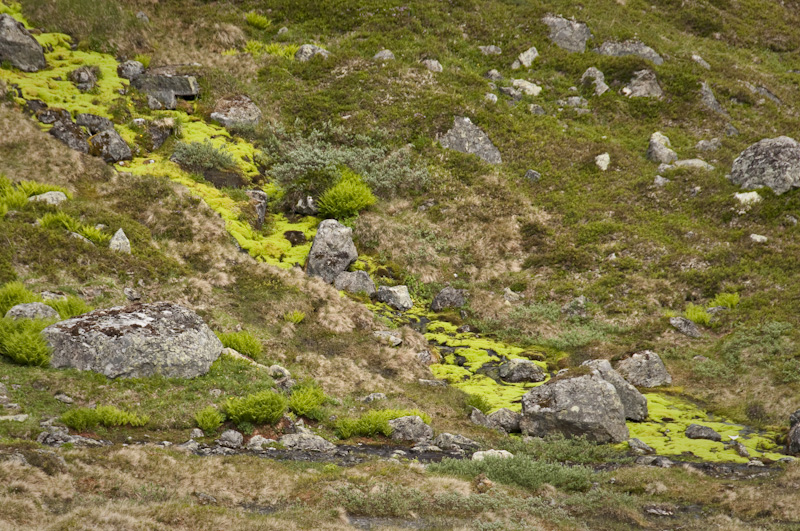 bäcknicka, hetevarstasammal