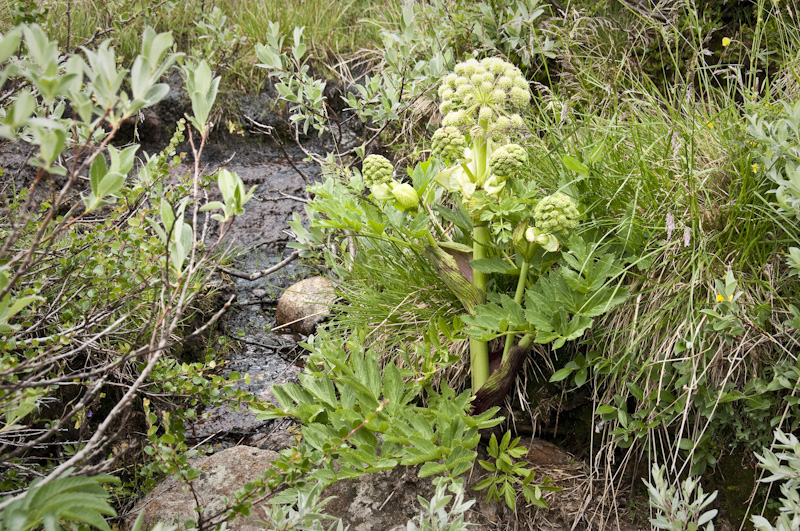 fjällkvanne, väinönputki