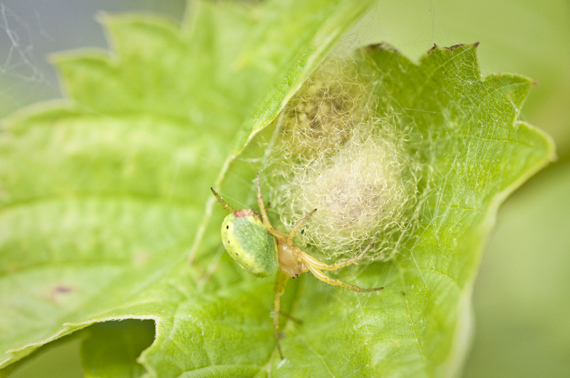 grön bladspindel, viherhämähäkki