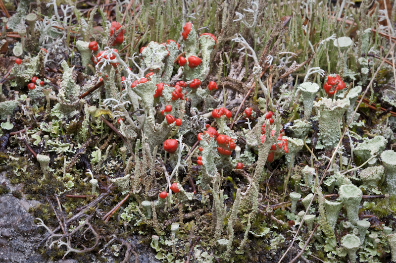 kochenillav, punareunatorvijäkälä