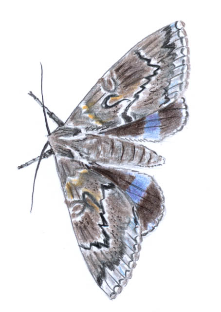 blåbandat ordensfly (Catocala fraxini)