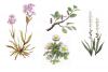 Grönlandsflora, Grönlanninkasveja